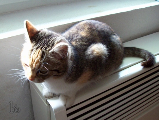 Animal pet = furBall as Cat;