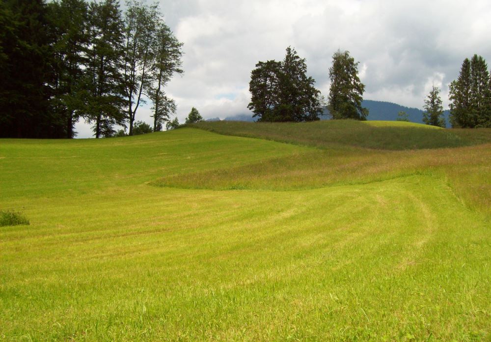 Fields directly behind the house